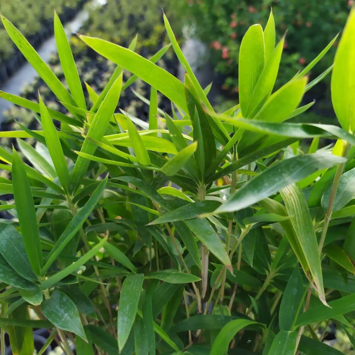 Bambu