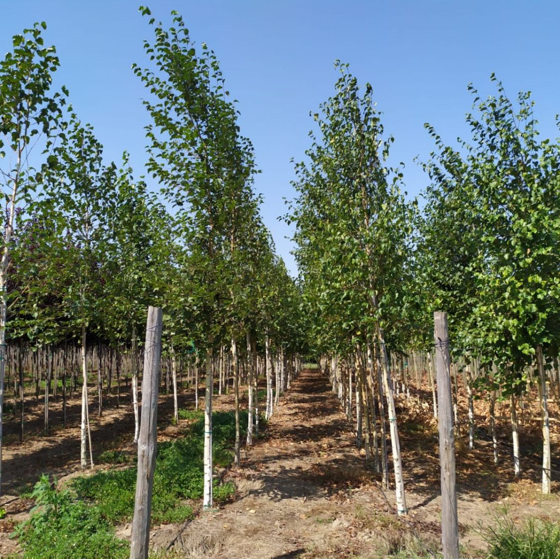 Huş