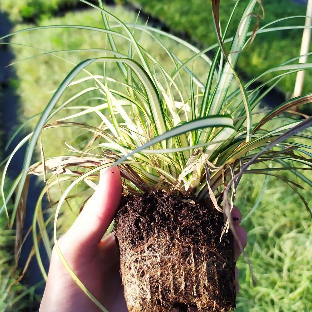 Carex