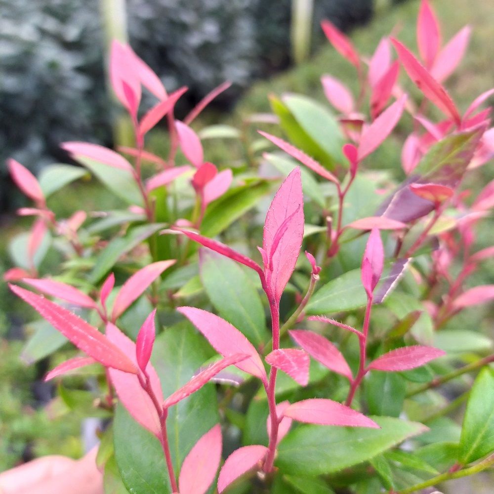 Leucothoe