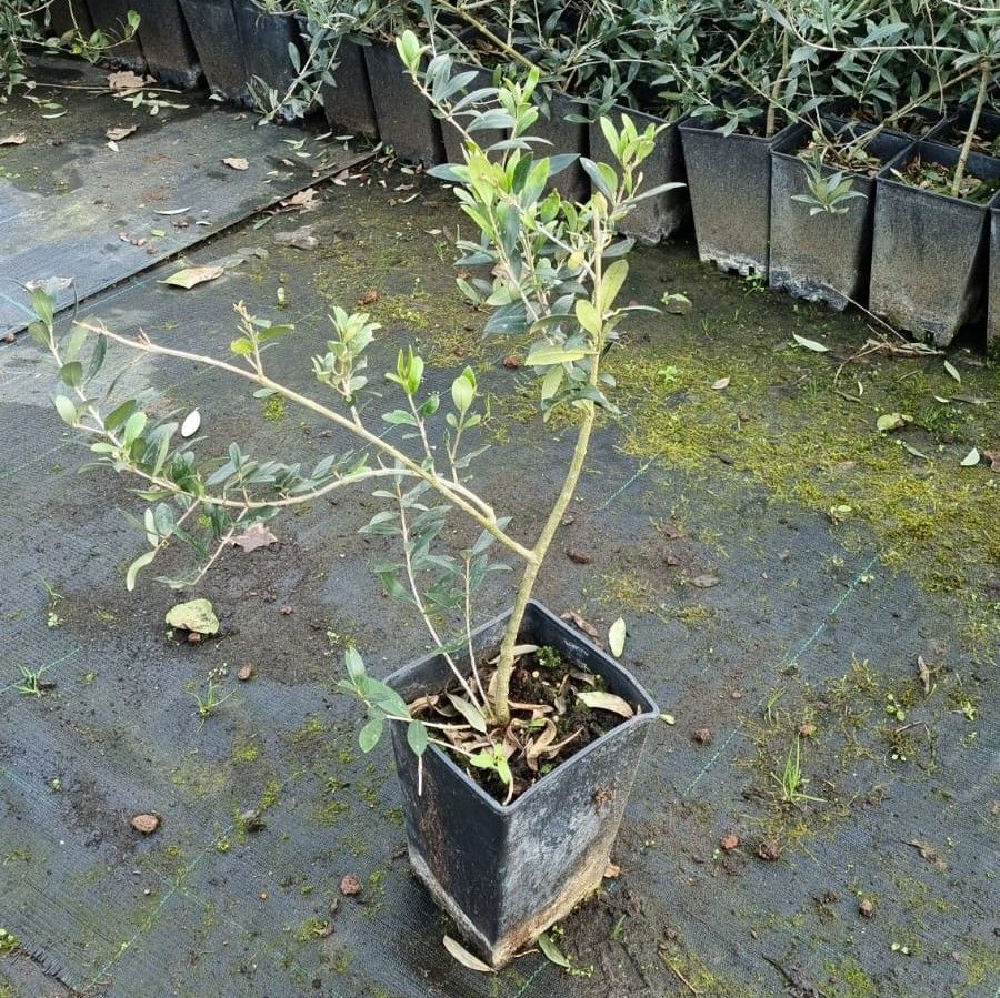 Zeytin