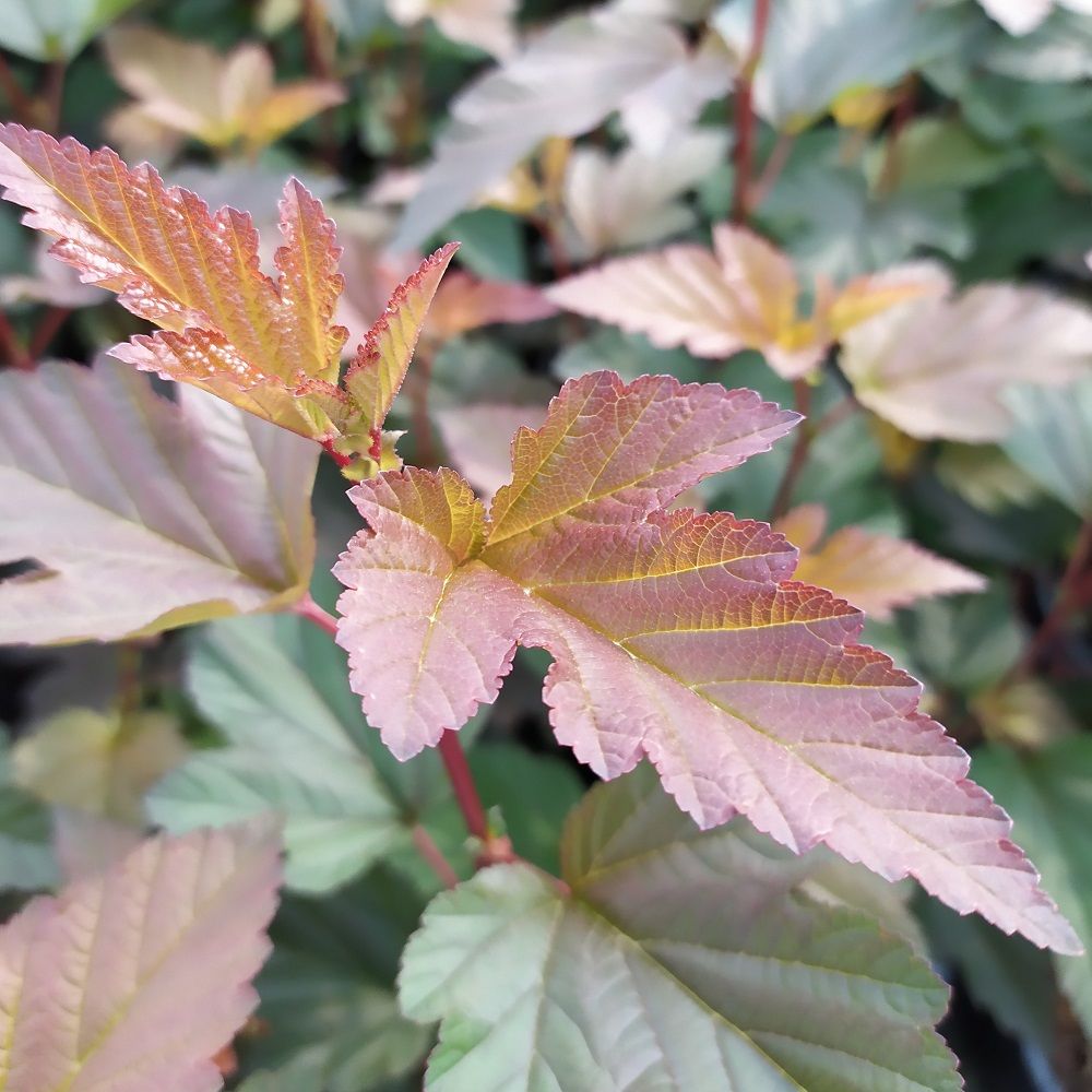 Physocarpus