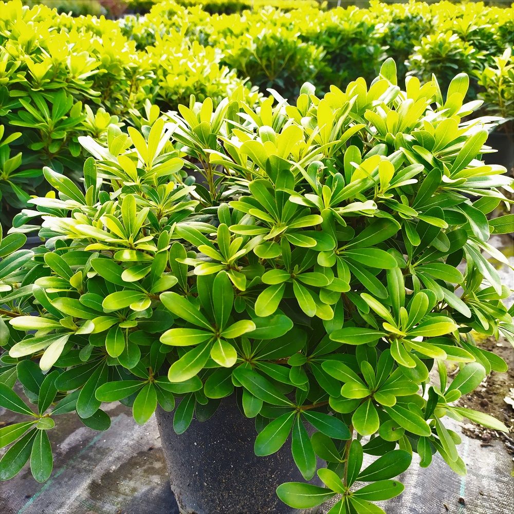 Pitosporum
